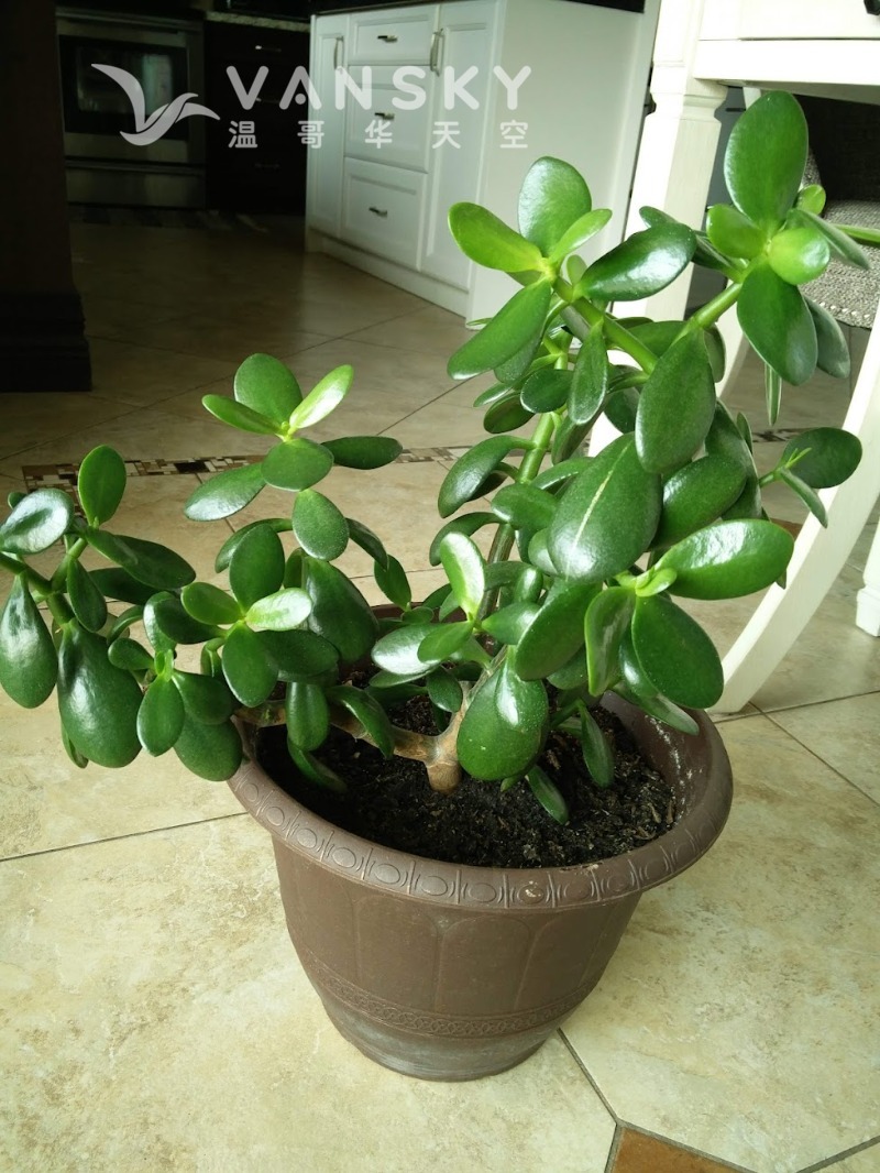 230415152825_jade tree.jpg